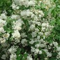 Deutzia mollis fleur (2)